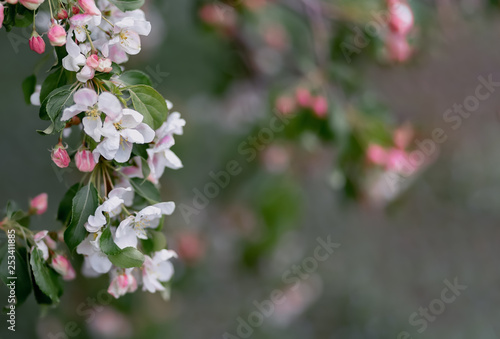 Blossoming apple tree in a garden. Blurry backdrop with pink buds and white flowers in springtime. Spring nature wallpaper. Image soft focus. Copy space.