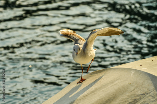 Seagull