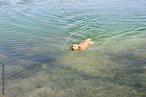 portrait of a dog swim in the lake