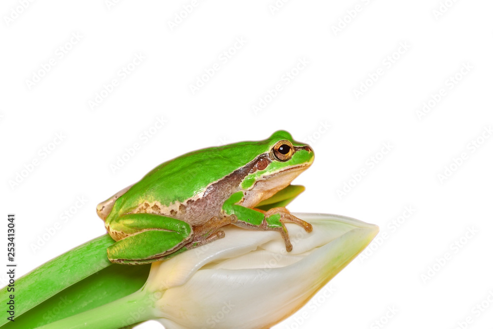Beautiful Europaean Tree frog Hyla arborea - Stock Image Beautiful Europaean Tree frog Hyla arborea - Stock Image