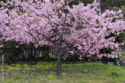 Cherry blossoms in full bloom.