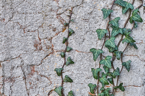 Stone wall with Hedera or commonly called ivy plant as background or texture. Copy space.