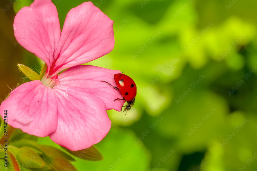 Fototapeta premium Beautiful ladybug on leaf defocused background