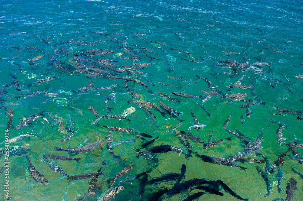 Fototapeta premium School of fish. Fish on the surface of the water.