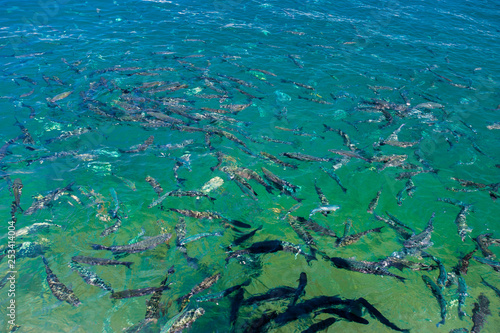 School of fish. Fish on the surface of the water.