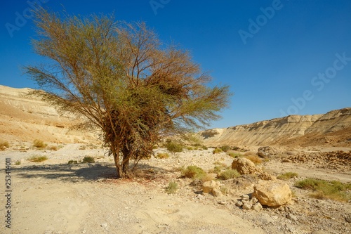 green tree in a desert