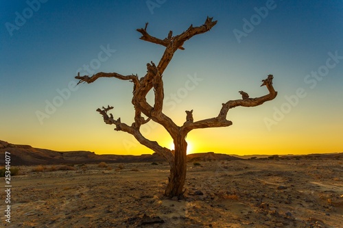 dry tree in a desert sunset background
