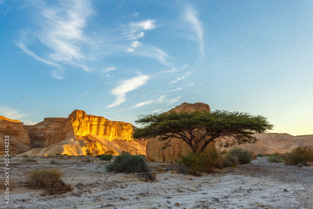  tree in a desert sunset background