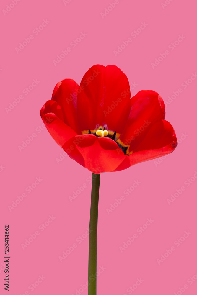 Fresh red transparent spring tulip flower on modern pink background - stock photo Fresh red transparent spring tulip flower on modern pink background - stock photo