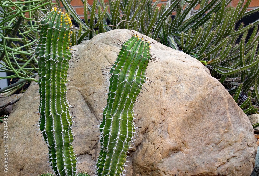 Naklejka premium Cactus3