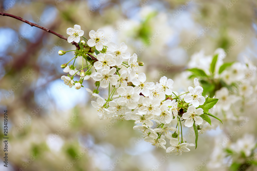 Fototapeta premium Cherry flowers frame
