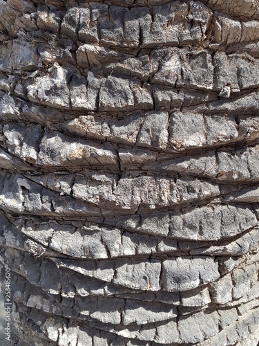 Kora palmy daktylowej na Fuertaventurze