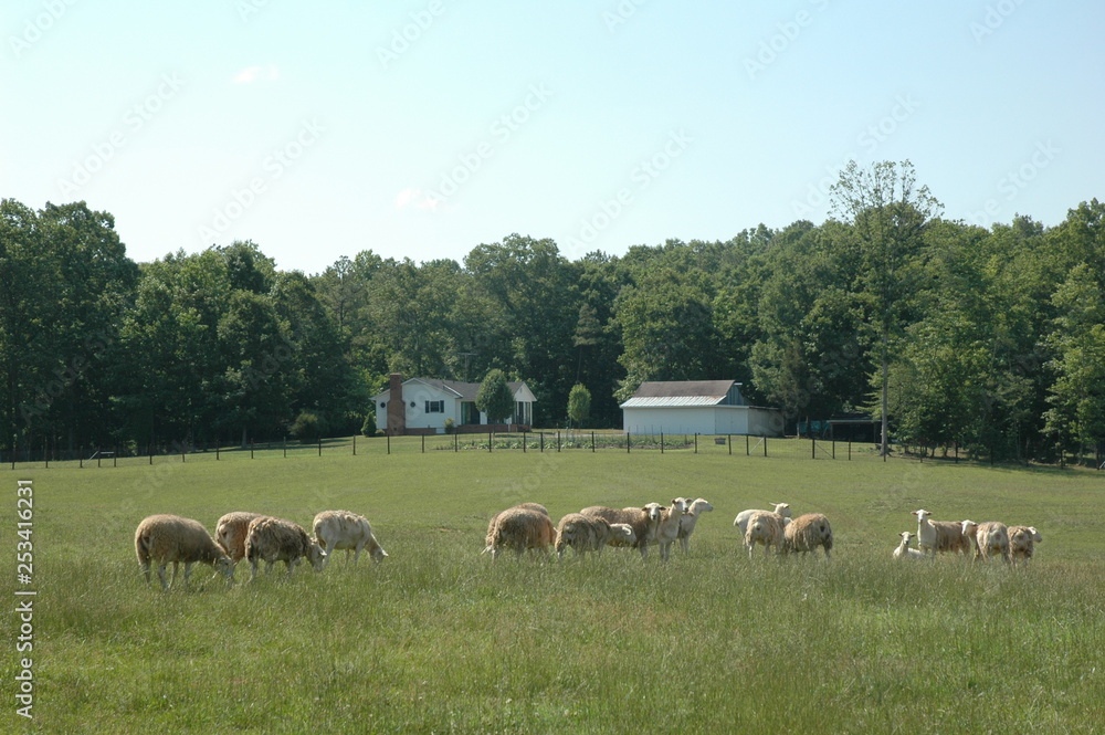 Fototapeta premium Sheep in Pasture
