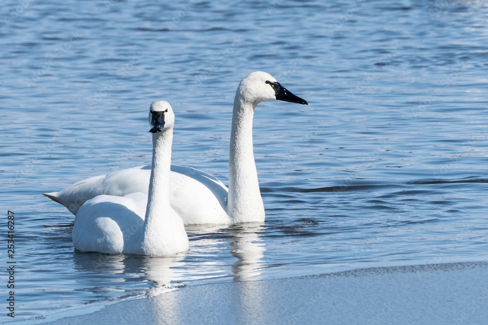 Close-up of tundra swans swimming in lake, Lancaster County, Pennsylvania. Close-up of tundra swans swimming in lake, Lancaster County, Pennsylvania.