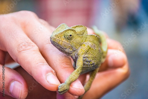 Chameleon on the hand