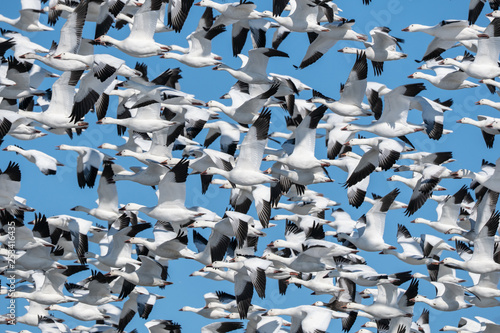 Flock of snow geese  chen caerulescens  take off from lake  Lancaster County  Pennsylvania.