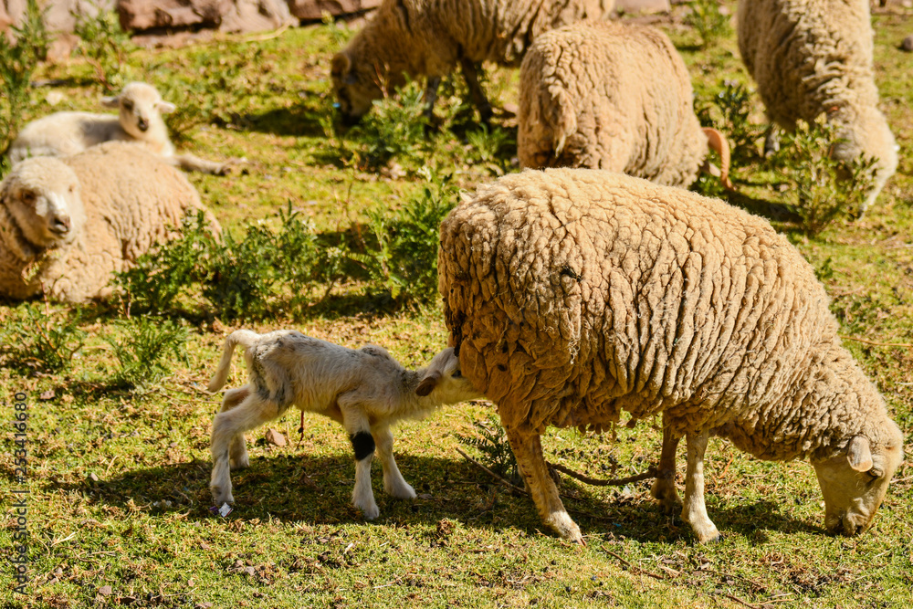 flock of sheep flock of sheep
