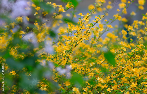 Yellow rosa rugosa,in the park