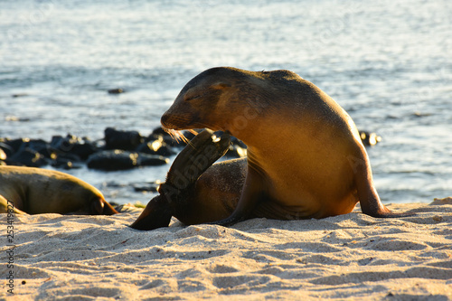 Sunset on the beach wit sea lion	
