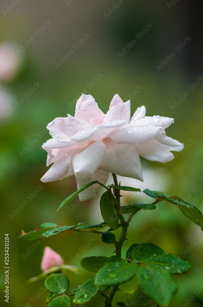 White Rose flower with raindrops. Nature. close up White Rose flower with raindrops. Nature. close up