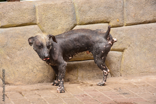 Peruvian Inca Orchid, peruvian hairless dog