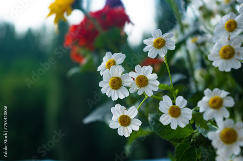 a bouquet of bright spring flowers of various types