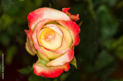 Beautiful yellow-red Rose flower. Nature. close up, selective focus