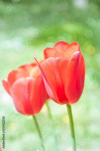 pair of red tulips