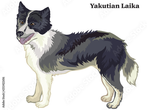 Colored decorative standing portrait of Yakutian Laika vector illustration