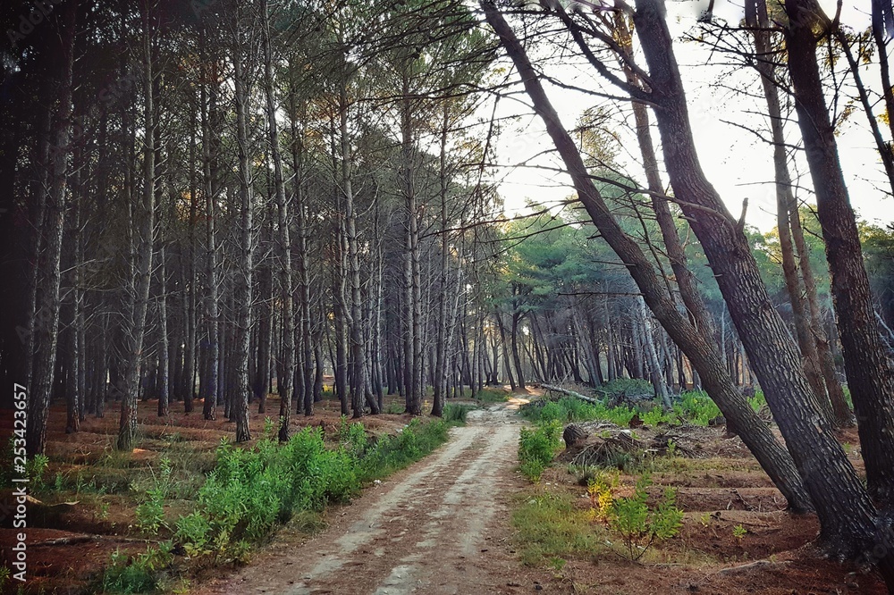 Fototapeta premium road in the forest