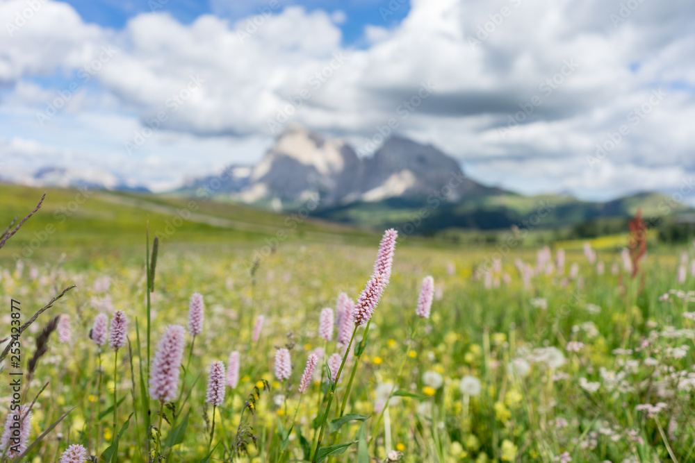 Alpe di Siusi, Seiser Alm with Sassolungo Langkofel Dolomite, a close up of a flower field Alpe di Siusi, Seiser Alm with Sassolungo Langkofel Dolomite, a close up of a flower field