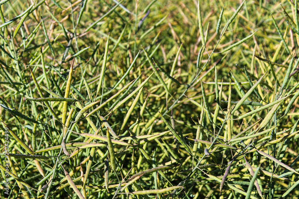 Closeup of green rapeseed pods in the field