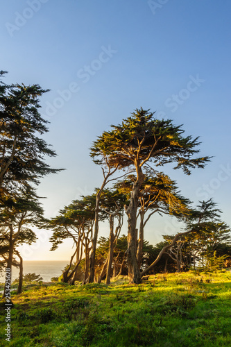 Cypress Trees at Land's End San Francisco