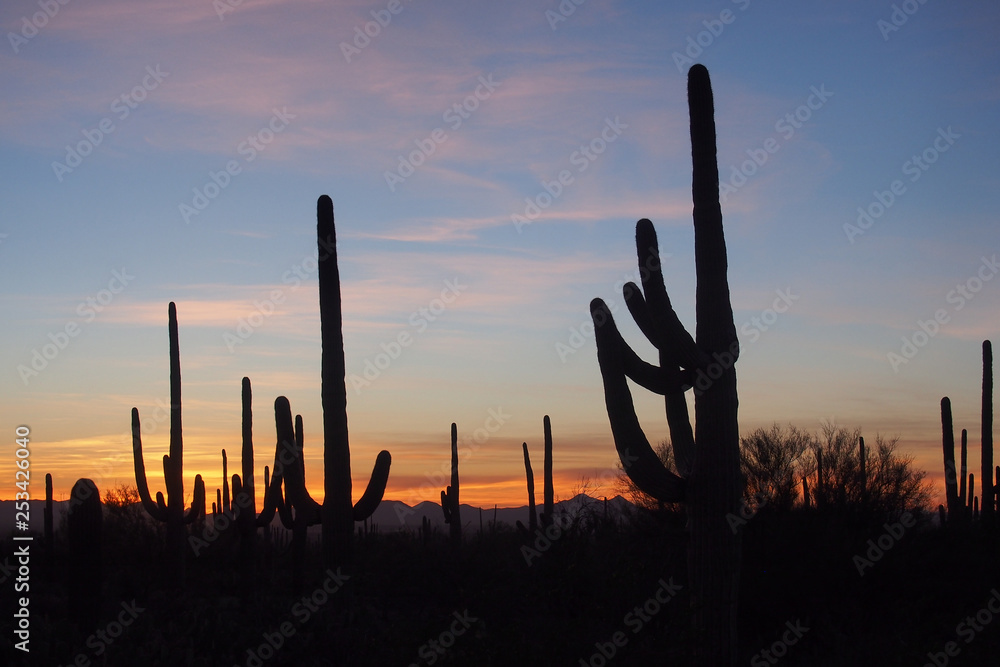 Saguaro cacti, Carnegiea gigantea, silhouetted against the sunset sky in Saguaro National Park near Tucson, Arizona.