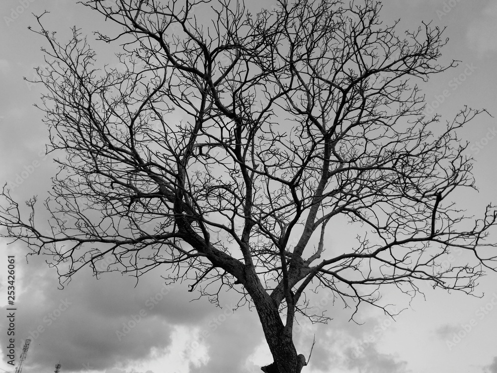 Fototapeta premium silhouette of a tree