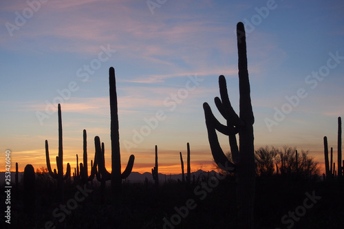 Saguaro cacti, Carnegiea gigantea, silhouetted against the sunset sky in Saguaro National Park near Tucson, Arizona. © Francisco