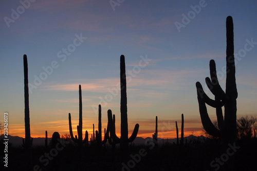 Saguaro cacti, Carnegiea gigantea, silhouetted against the sunset sky in Saguaro National Park near Tucson, Arizona.