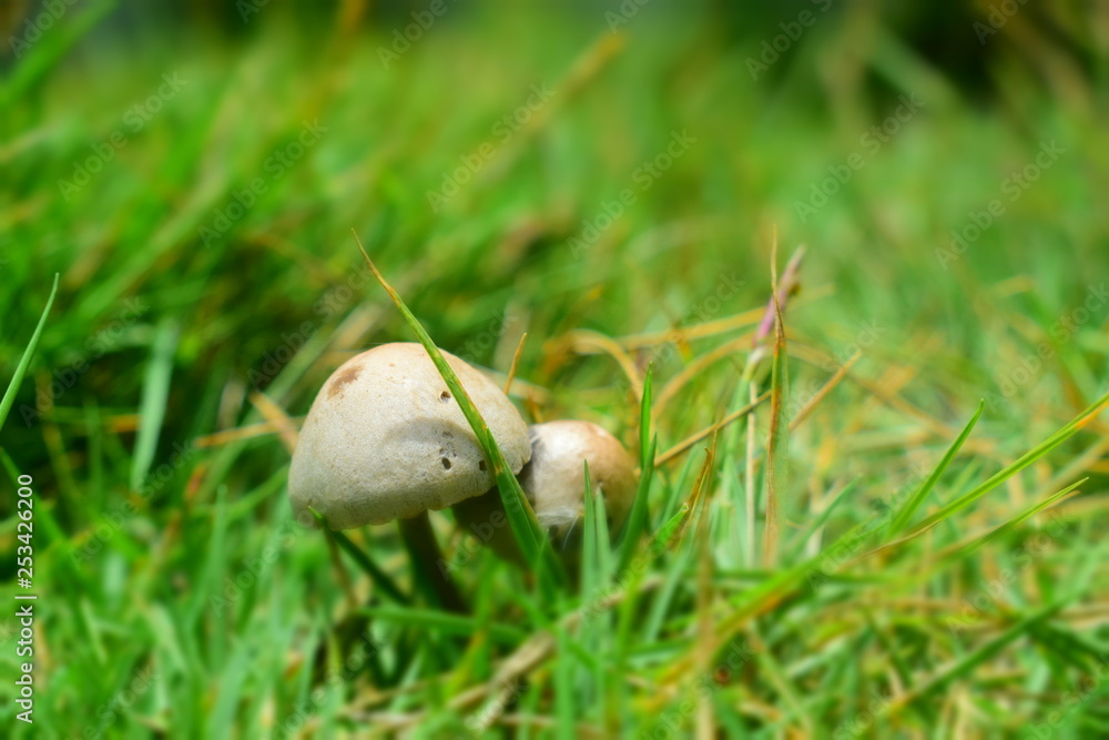 mushroom in the grass mushroom in the grass
