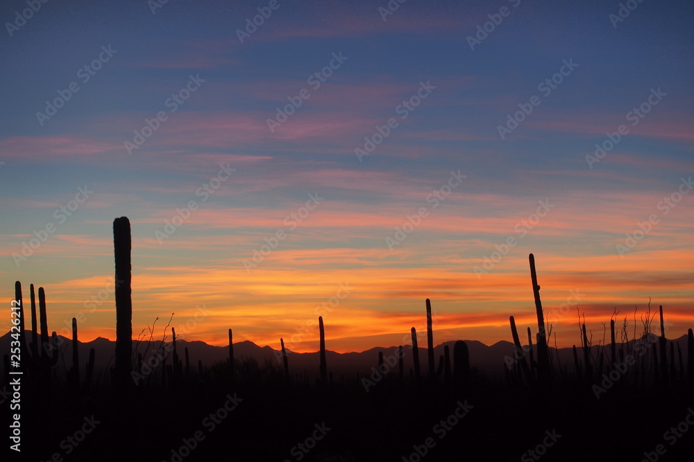 Saguaro cacti, Carnegiea gigantea, silhouetted against the sunset sky in Saguaro National Park near Tucson, Arizona.