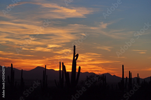 Saguaro cacti, Carnegiea gigantea, silhouetted against the sunset sky in Saguaro National Park near Tucson, Arizona.