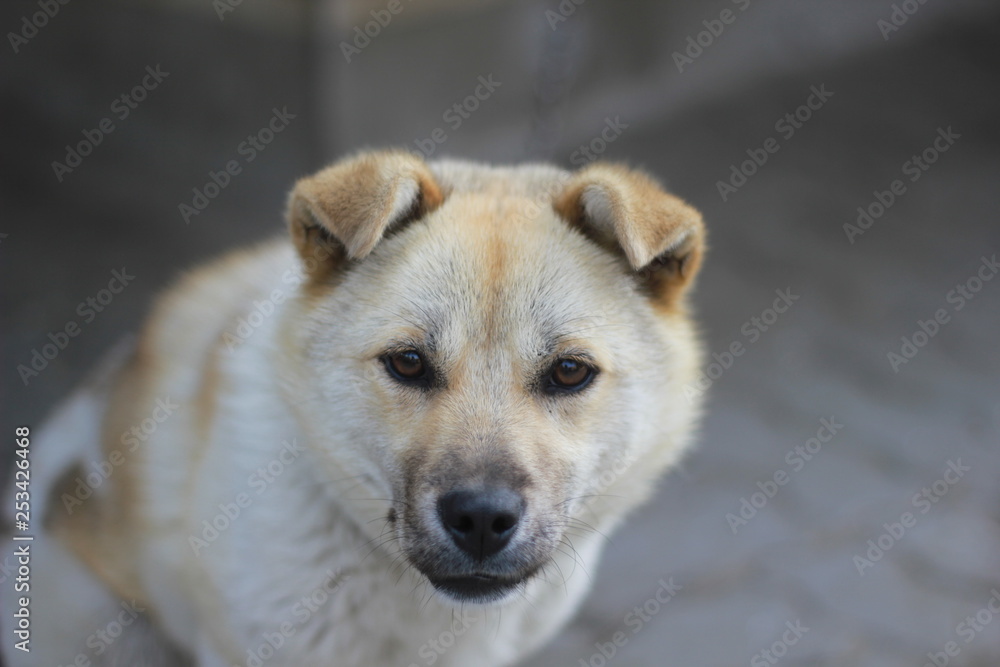 portrait of a dog portrait of a dog