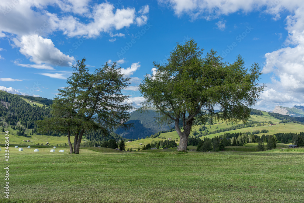Fototapeta premium Alpe di Siusi, Seiser Alm with Sassolungo Langkofel Dolomite, a large green field with trees in the background