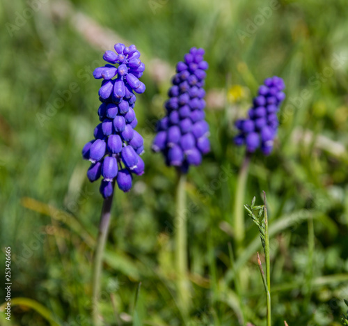 wild hyacinth