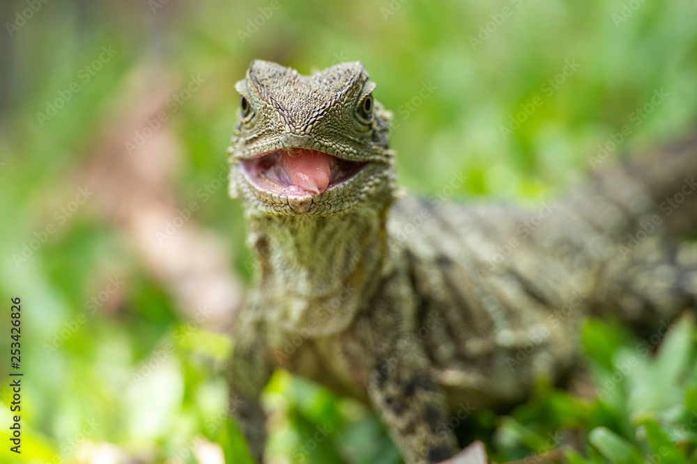 Obraz premium Eastern Water Dragon
