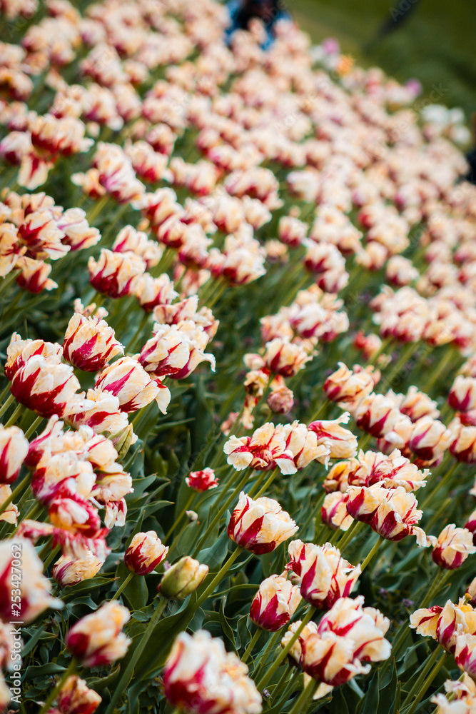 A field of white and red tulips in Holland Michigan A field of white and red tulips in Holland Michigan