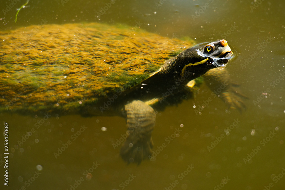 Fototapeta premium Australian freshwater turtle