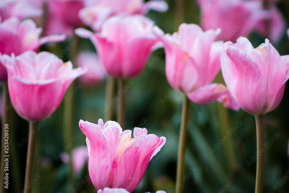 Pink tulips in bloom in Holland Michigan