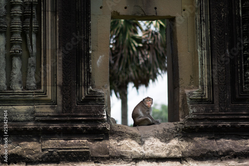 Photography Wild macaque monkey at Angkor Wat Temple, near Siem Reap, Cambodia