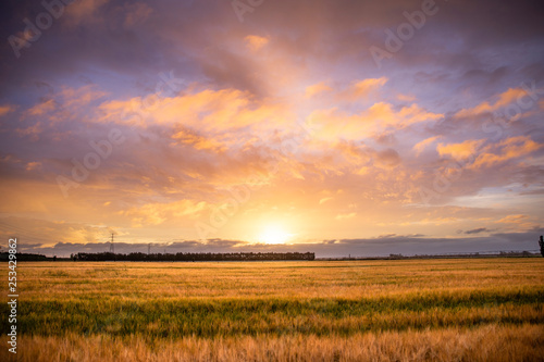 sunset over wheat field © Joshua