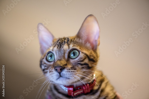 Little bengal cat is looking at tv screen